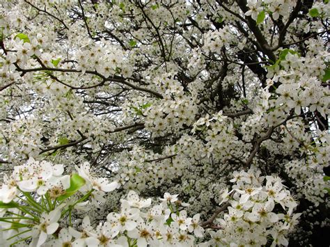 What Trees Have White Flowers: A Journey Through Nature's Canvas